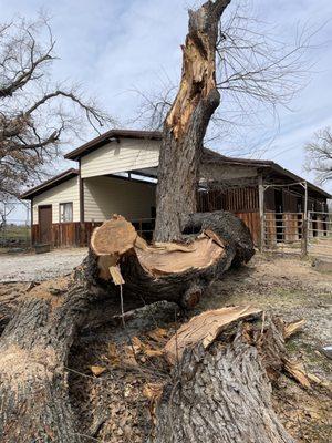 Wheeler’s Tree Surgeons