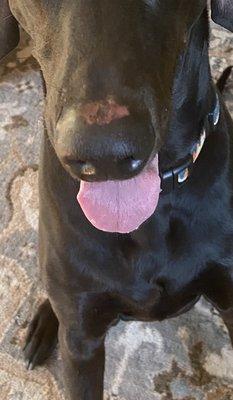 Castle Peak Veterinary Service