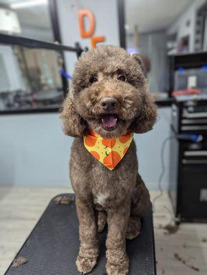 Furry Fadez Pet Grooming