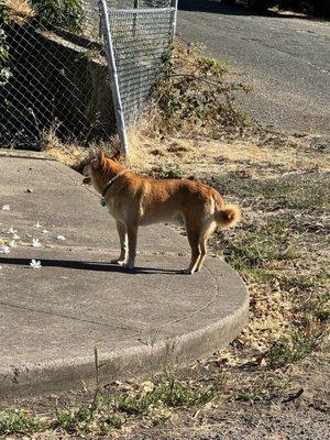 Max on day he was found, July 12, after he ran on July 4th 2025. This vet was awesome. Max approved!