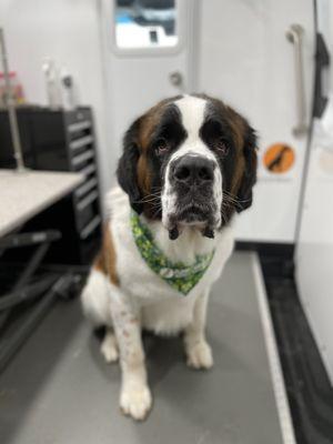 Furry Land - Northwest Arkansas