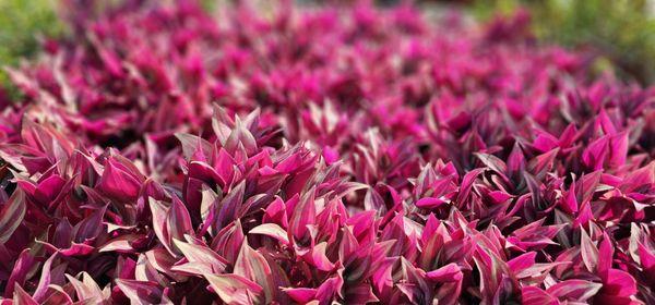 Tradescantias were gorgeous