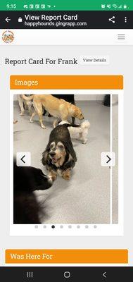 Happy Hounds Dog Care Center