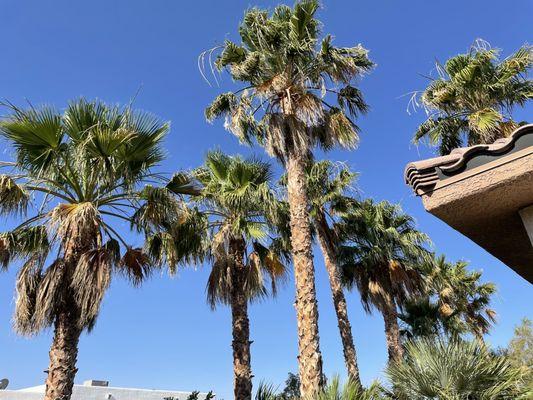 H.Ramirez Landscaping