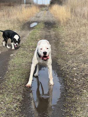 Jay K9 Training Academy