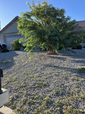 Desert Tree Service & Garden