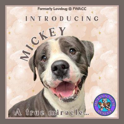 Park Place Pet Hospital & Grooming