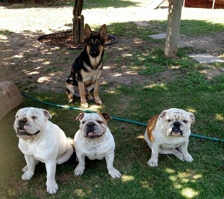 Bella's Doggie Daycare