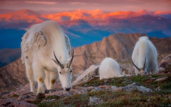 Mountain Goats at 14K feet above sea level in Colorado
Fine Art Prints Available