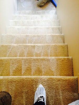 Green Steam Carpet Cleaners