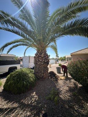 Ops Tree Service & Landscaping