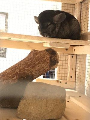 Eleanor Buck Wolf Nature Center