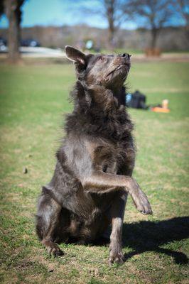 Mischa's response to the cue "Mischa, are you sassy?"