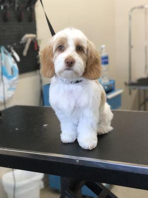 Stylin Paws Doggy Day Spaw