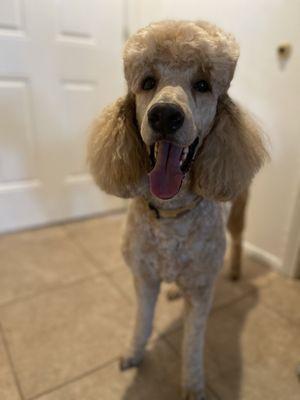 Ninis Doggy Daycare & PawSpa