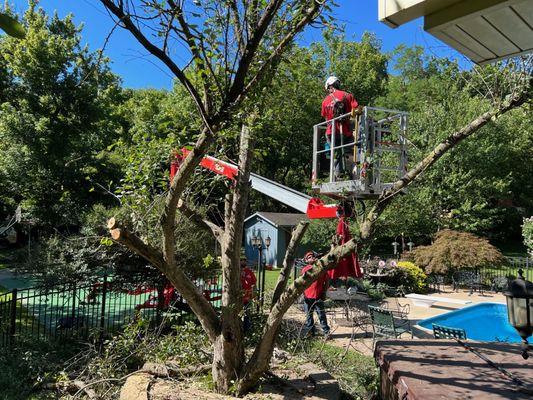 removing a crabapple from over the hot tub