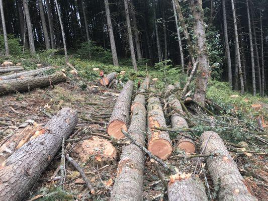 Dillon Tuyls Contract Cutting