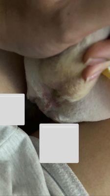 Jenny's Dog Grooming