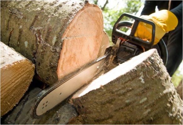 Randolph NJ Tree Service