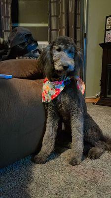 Stella had a great experience thanks to Cyril; she came home looking beautiful and was so happy- I couldn't be more grateful!