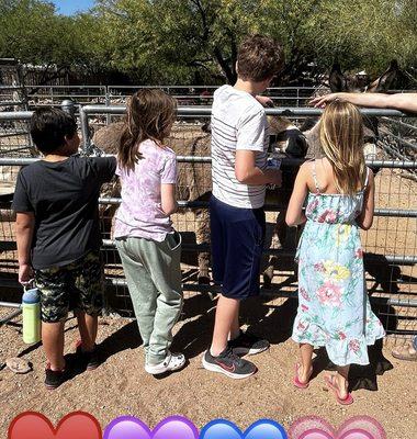 Field trip to a local animal rescue - donkeys, chickens, goats.