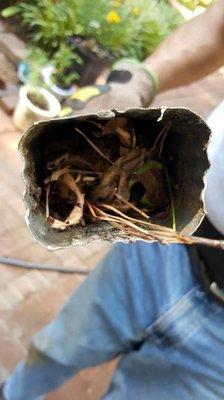 DIV Cleaning Services