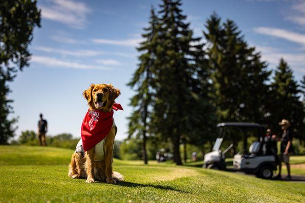 Dog Training Elite Western Chicago