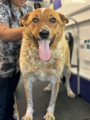 Lili’s Mobile Pet Grooming