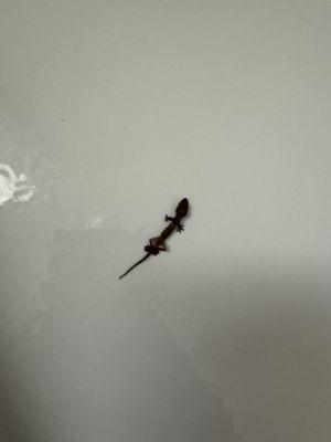 The Wonderland House