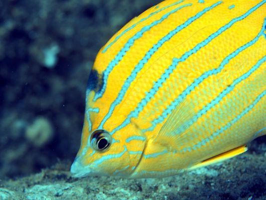 bluestripe goatfish