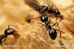 The best way to get rid of an ant problem is to use a trained professional who can treat the entire nest, not just the trail.