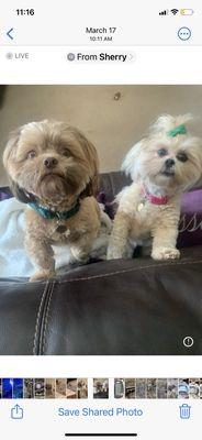 North Texas Veterinary Clinic