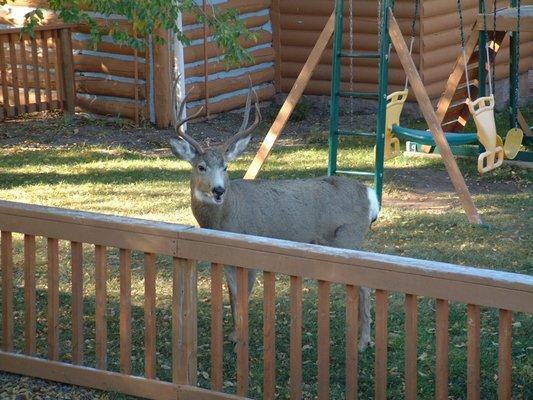 Deer in the playground, nice buck.