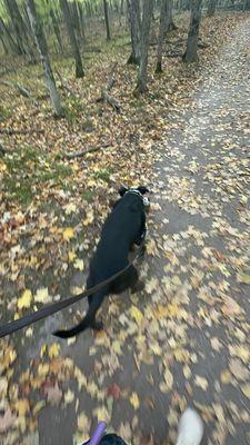 Toby+Scare Bear walking in the fall leaves