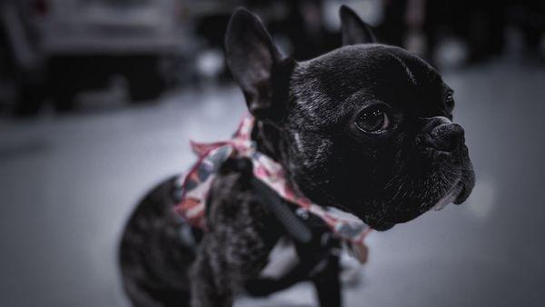 Jellybean, the shop dog.