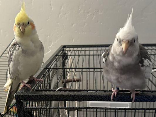 Allen Road Pet Hospital