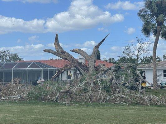 CJ's Professional Arborcare