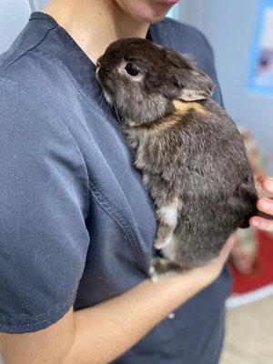 Pennsylvania Veterinary Care