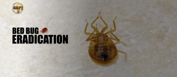 Bed Bug Protection International