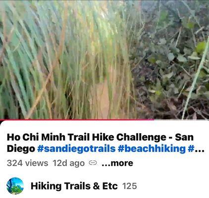 Overgrown tall grass