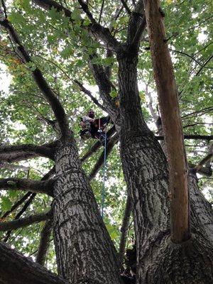 Mel's Firewood & Tree Service