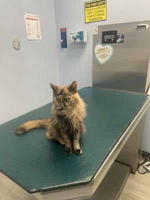 Kindness Animal Hospital
