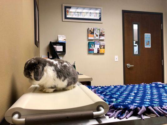 Arlington Veterinary Hospital
