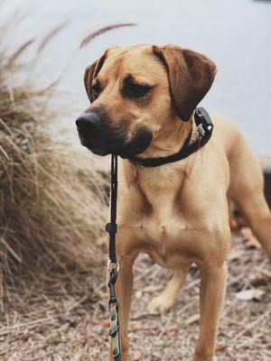 Sit Stay & Play with Wyatt