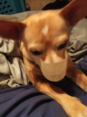 Congregational United Church of Christ