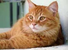 Weaverville Pet Pantry