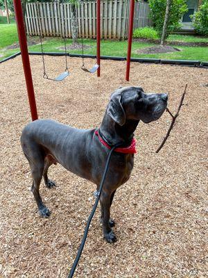 Happy Hearts ‘n Paws