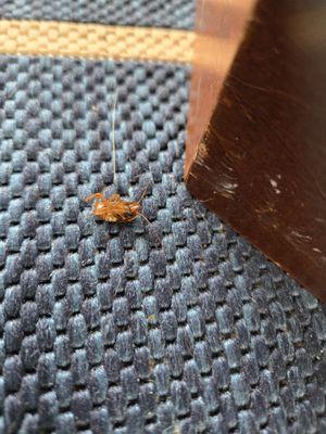 Vacasa North Carolina