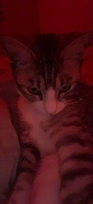 this is a pretty cat him is a really special cat human has pretty for him it's really pretty cat that's a girl