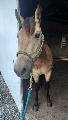 Karla's Pet Care Services